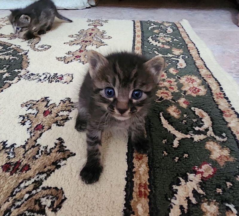 Котята ищут дом и любящих хозяев Котята ищут дом и любящих хозяев