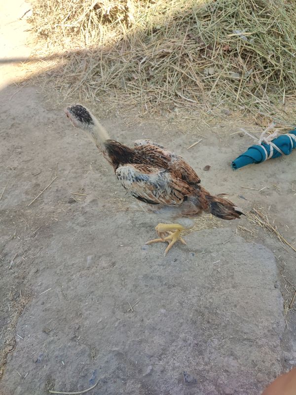 kulangi kulangi