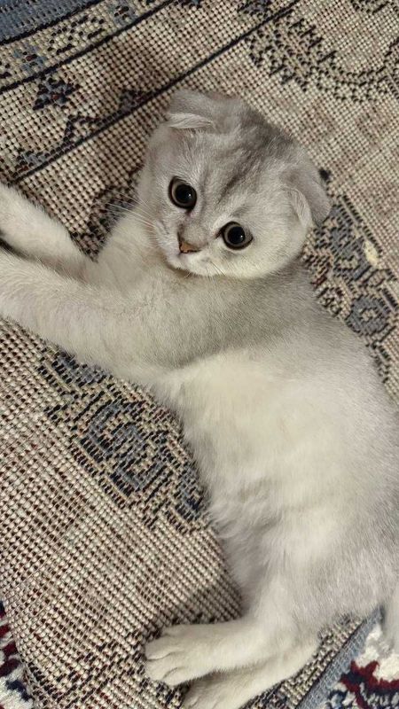 Кошка продаётся / Mushuk sotiladi - Scottish Fold. 4 oylik Кошка продаётся / Mushuk sotiladi - Scottish Fold. 4 oylik