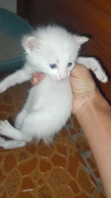 Маленький котёнок мальчик Маленький котёнок мальчик