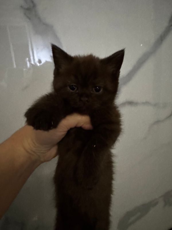 Скотиш страйт