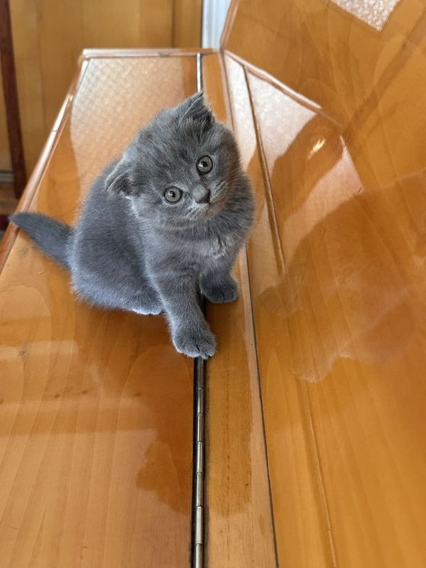 Скотиш фолд котята Скотиш фолд котята