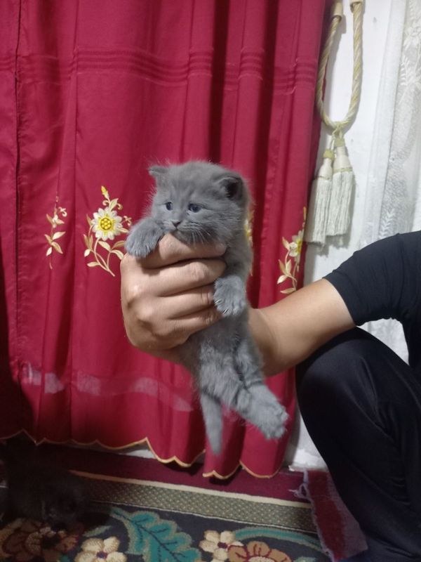 фолд 1 месяц мальчик и девочка фолд 1 месяц мальчик и девочка