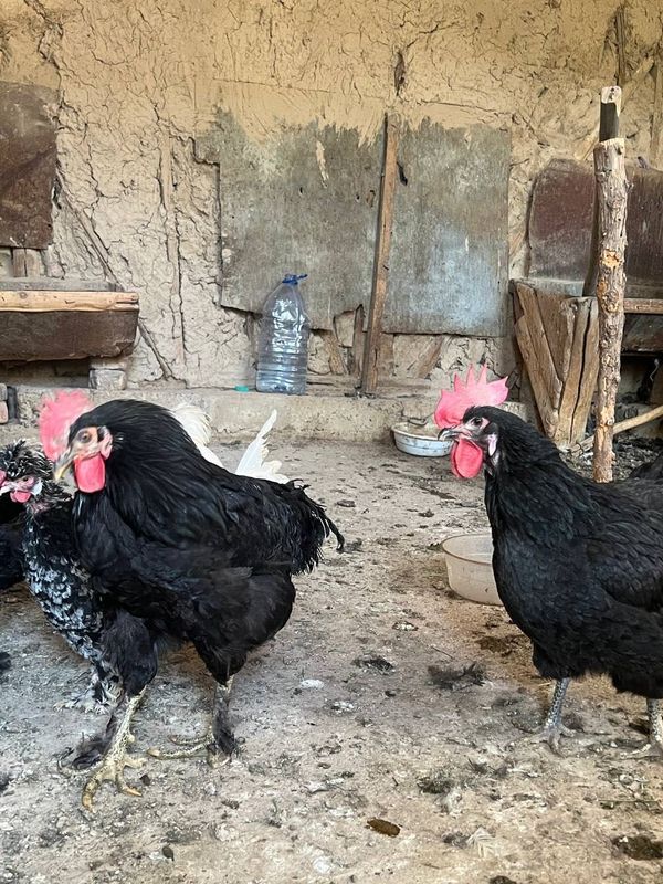 Qora shaxzoda 1+2 sotiladi Qora shaxzoda 1+2 sotiladi