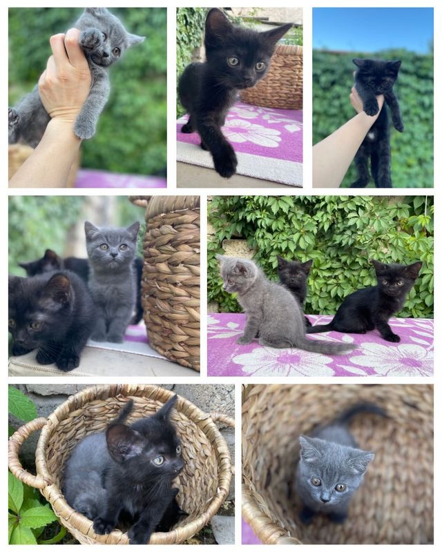 Котята бесплатно в добрые руки Котята бесплатно в добрые руки