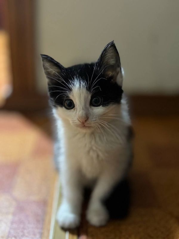 Продам котёнка , мальчика Продам котёнка , мальчика