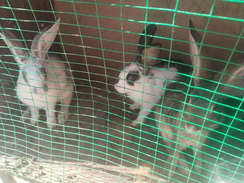 Quyon bollari sotiladi Quyon bollari sotiladi