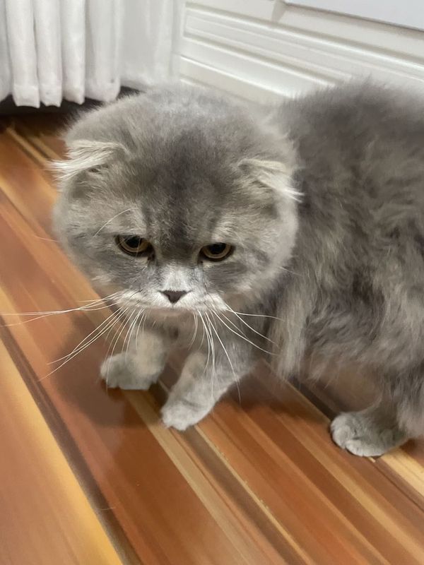 Скотиг фолд вязка кот ожидает милую кошку