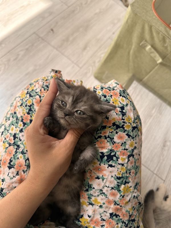 Скотиш страйт Скотиш страйт