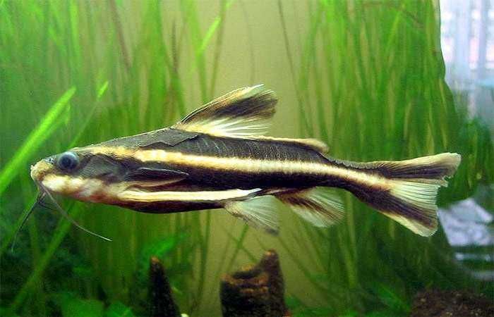 Продаётся сом Платидорас (Platydoras armatulus) Продаётся сом Платидорас (Platydoras armatulus)