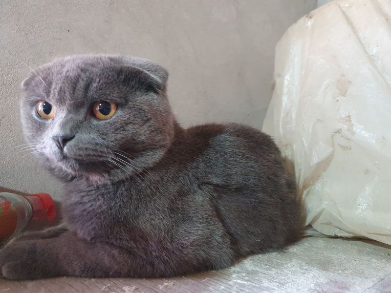 Britanski koshka Britanski koshka
