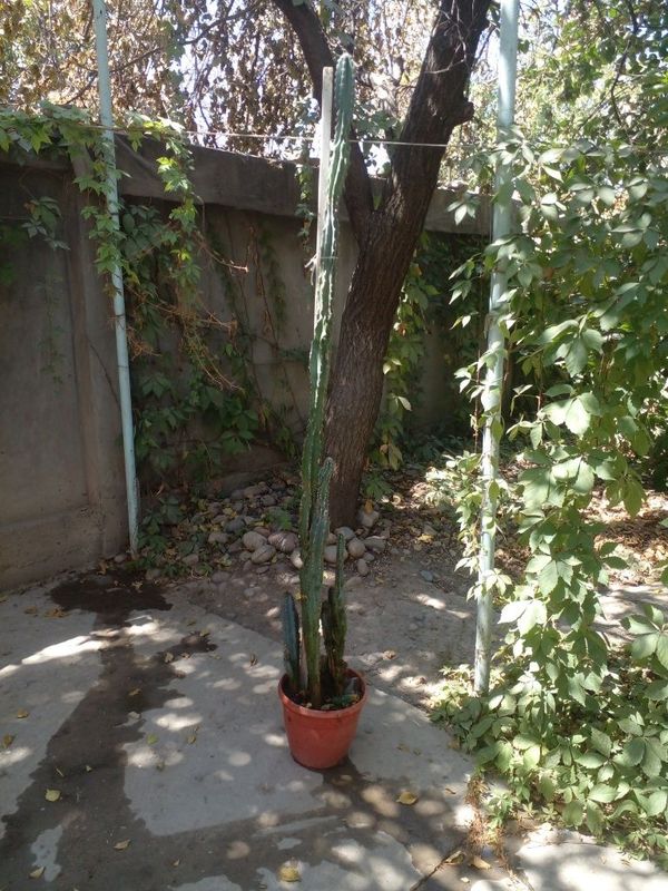 Кактус для дома и офиса Кактус для дома и офиса