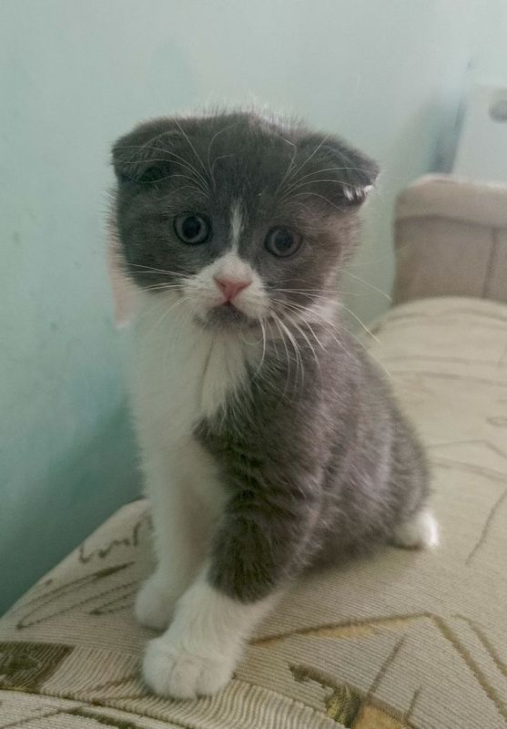 Отдам даром котят Отдам даром котят