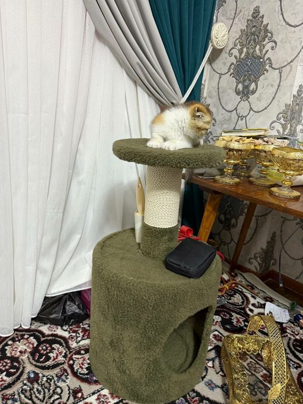Продаётся котёнок Продаётся котёнок