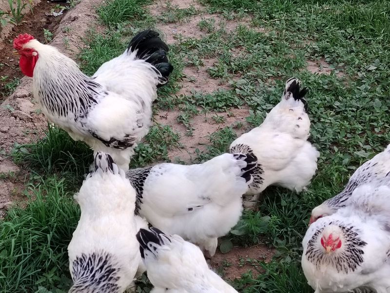 Kurk Bramalar sotiladi 2 ta Kurk Bramalar sotiladi 2 ta