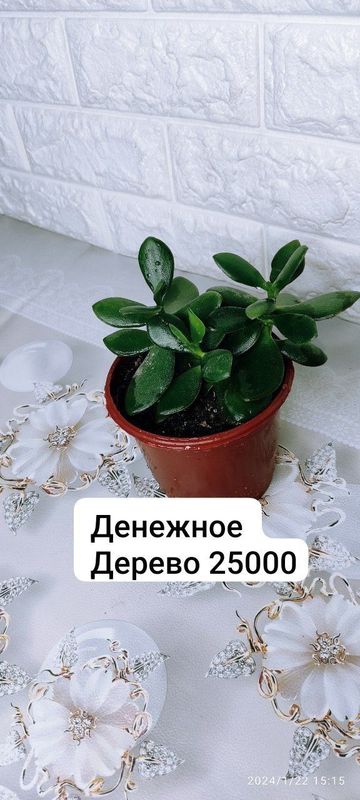 Продаеться денежное дерево