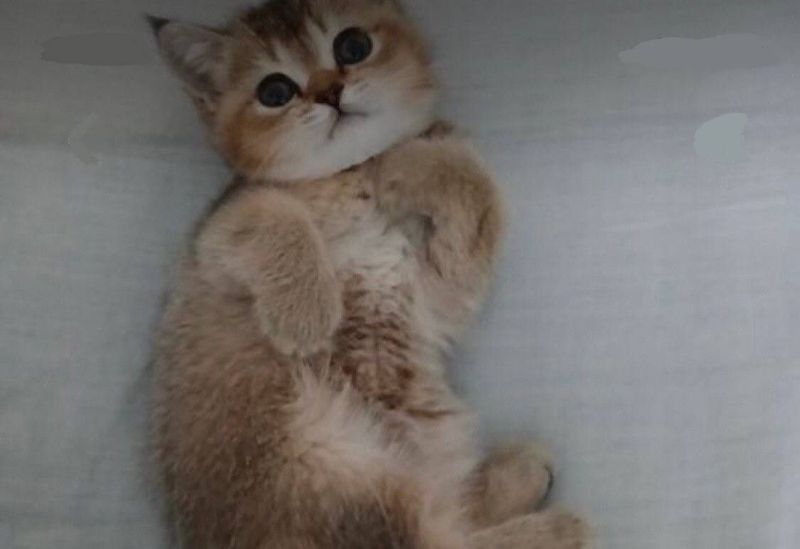 Кошка, золотые шиншилла Кошка, золотые шиншилла