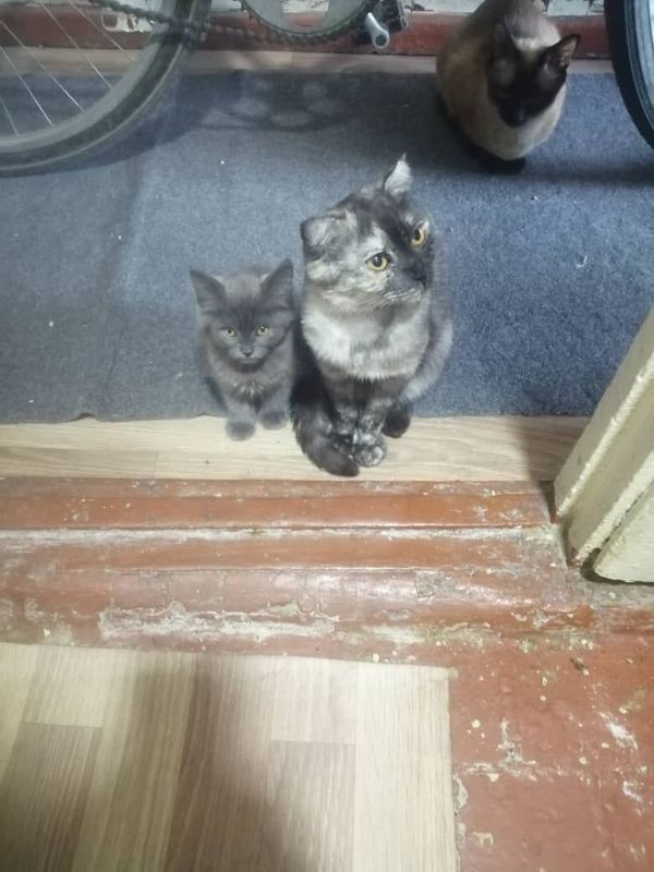 Продаётся котёнок Продаётся котёнок
