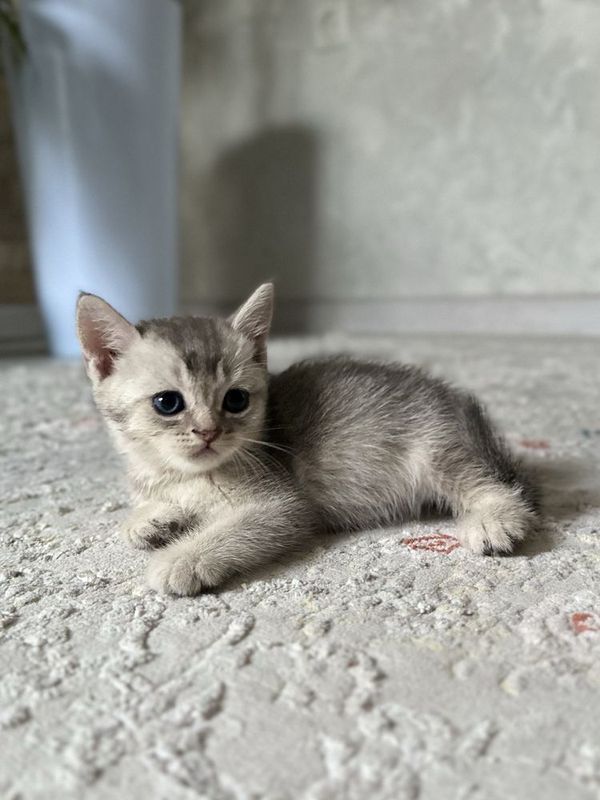 Котенок серебристая шиншилла чистокровный очень энергичный Котенок серебристая шиншилла чистокровный очень энергичный