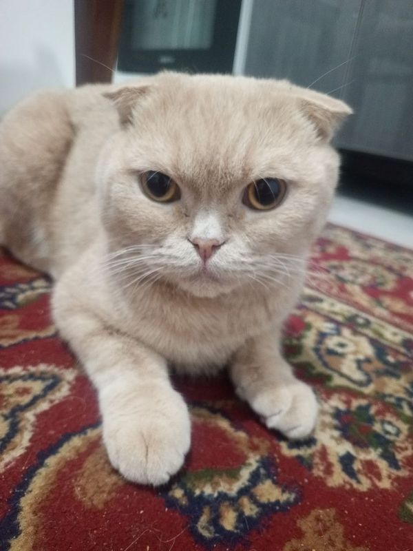 Asal mushuk sotiladi Asal mushuk sotiladi