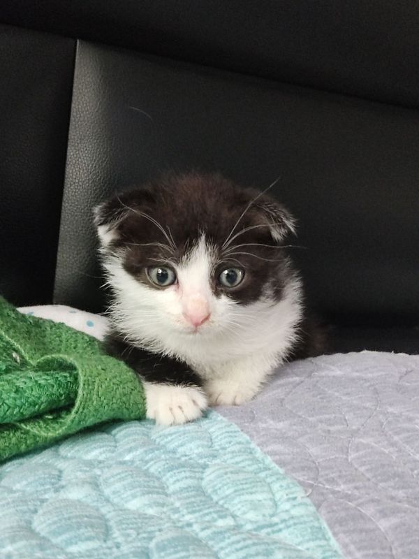 Котёнок мальчик.