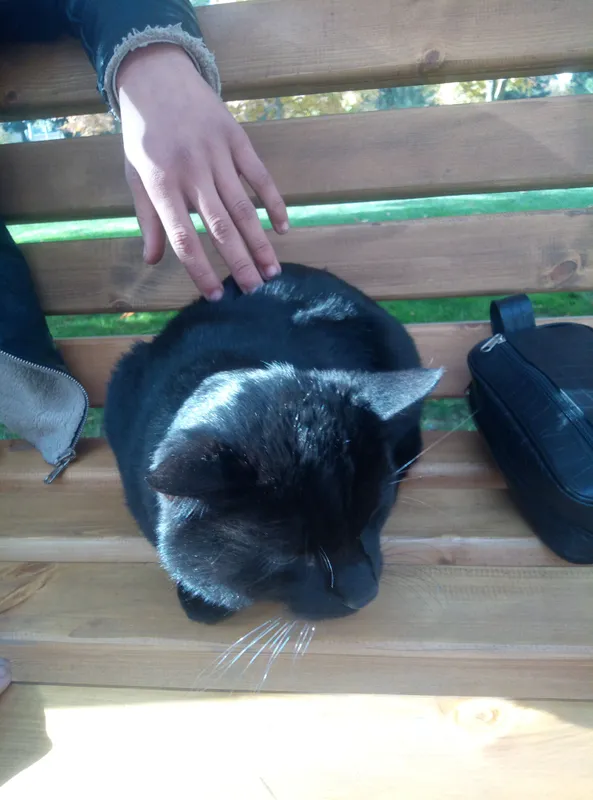 mushuk urgatilgan va yuvosh