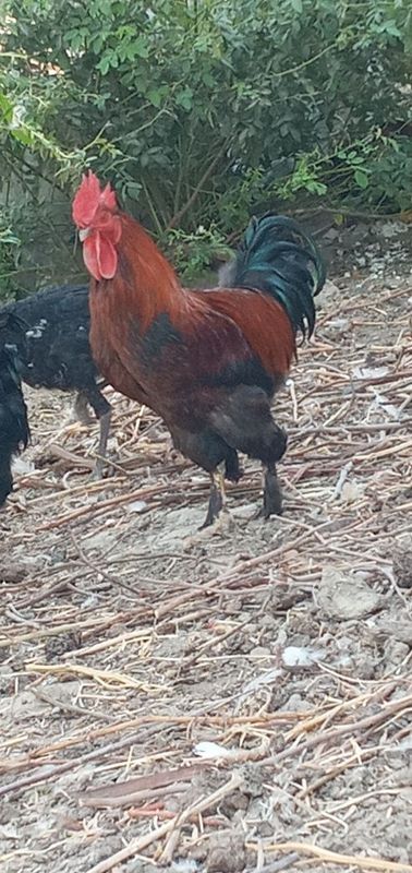 Xuròzlar sotiladi Xuròzlar sotiladi