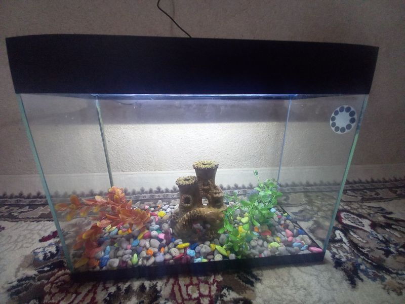 Akvarium chiroyli Akvarium chiroyli