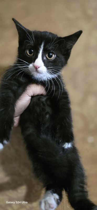 Кошки отдам , 2 месяца пародиские породы незнаю. Кошки отдам , 2 месяца пародиские породы незнаю.