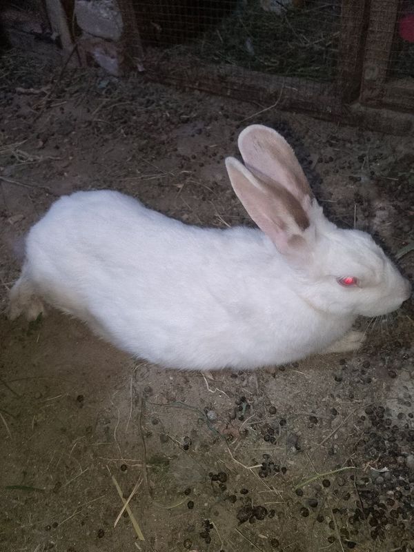 Kalifor zotli quyon sotiladi Kalifor zotli quyon sotiladi