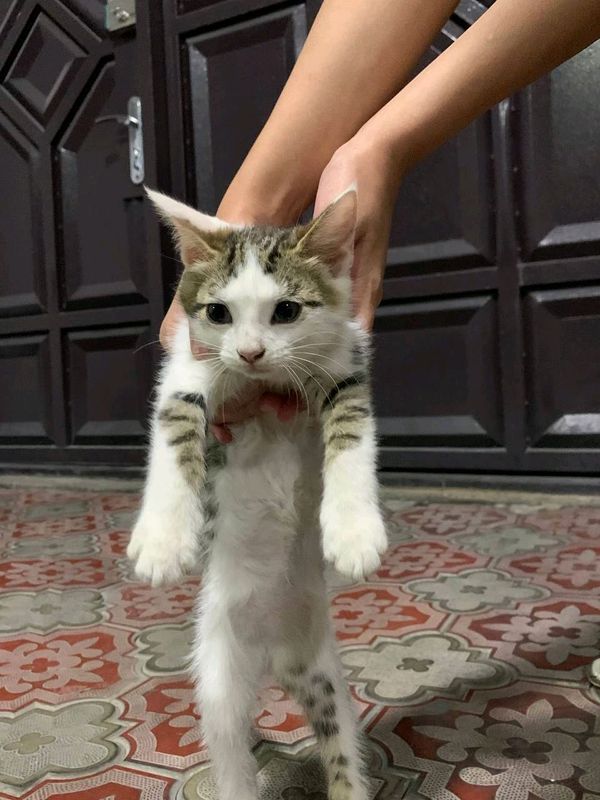 кошка кошка