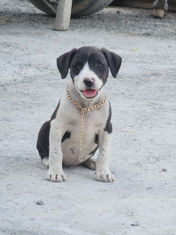 Pitbull sotiladi Pitbull sotiladi