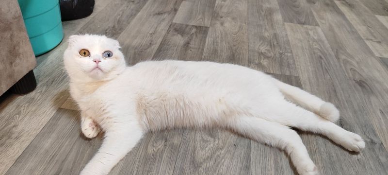 Скоттиш фолд девочка Скоттиш фолд девочка