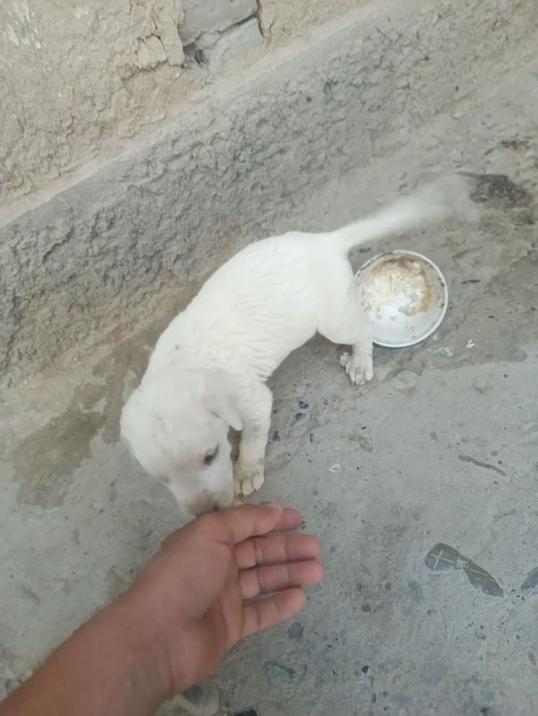 Alabay chupon 1oylik