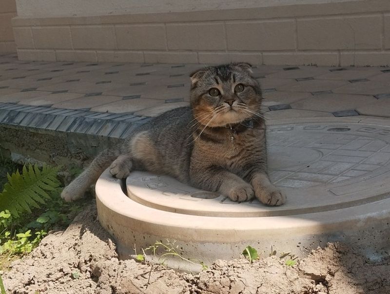 Вязка кота тикированная шиншилла Вязка кота тикированная шиншилла