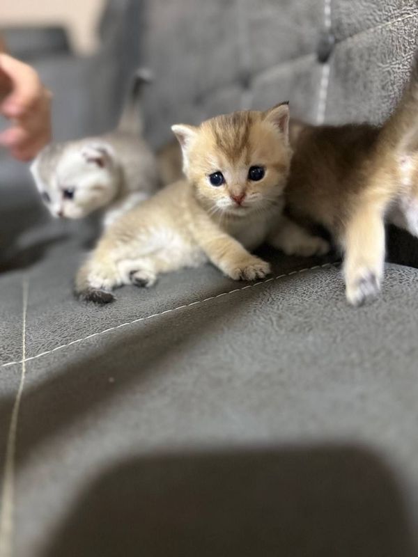 Продаются котятя