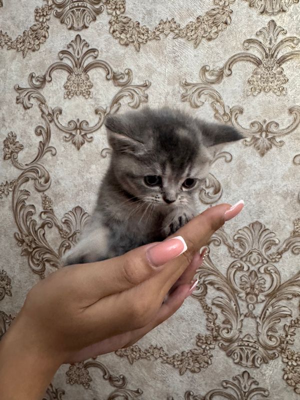Продаются котята