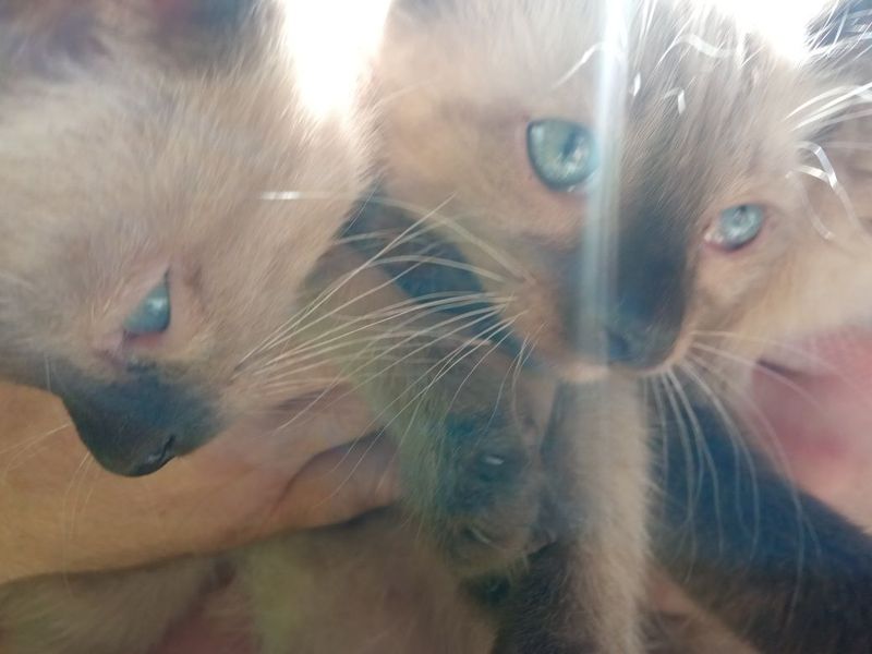 Котята сиамские. Котята сиамские.