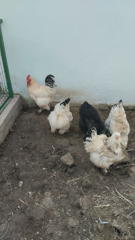 Брама, продаётся одна пара!