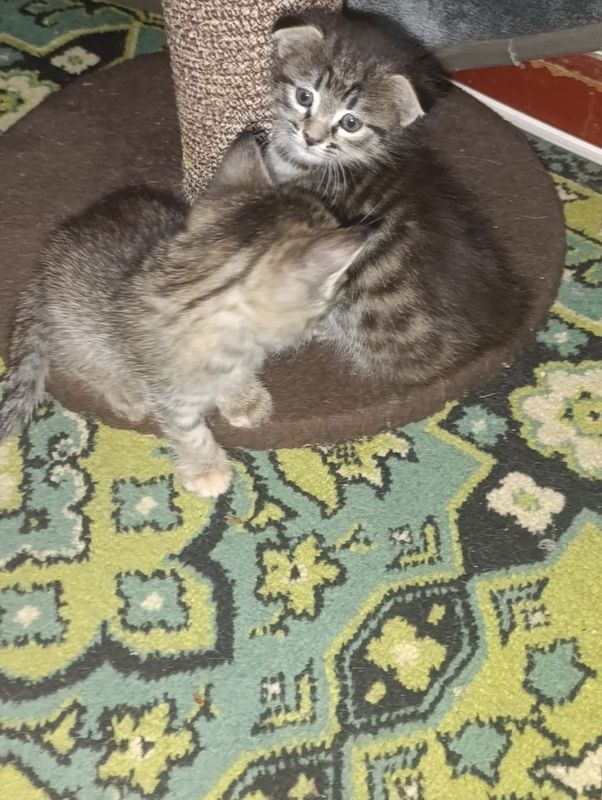 Продаются котята