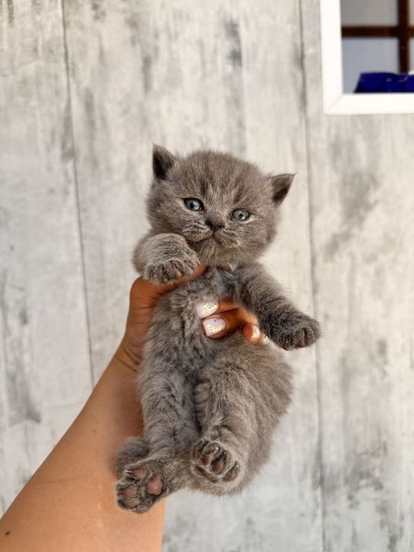 Скотиш Страйт Скотиш Страйт