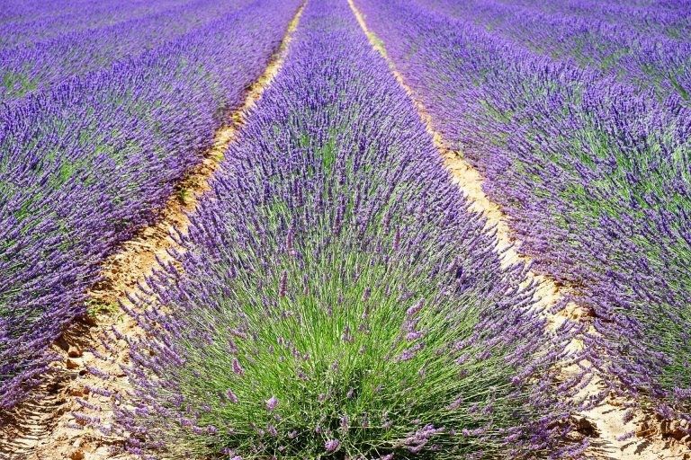 Fransuzkiy lavanda ko'chati bor