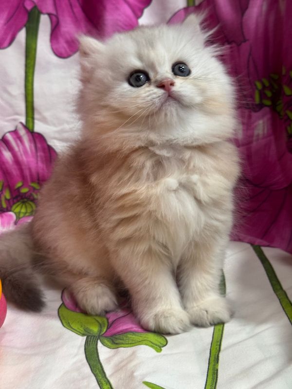 Продается котенок скоттиш страйт! Продается котенок скоттиш страйт!