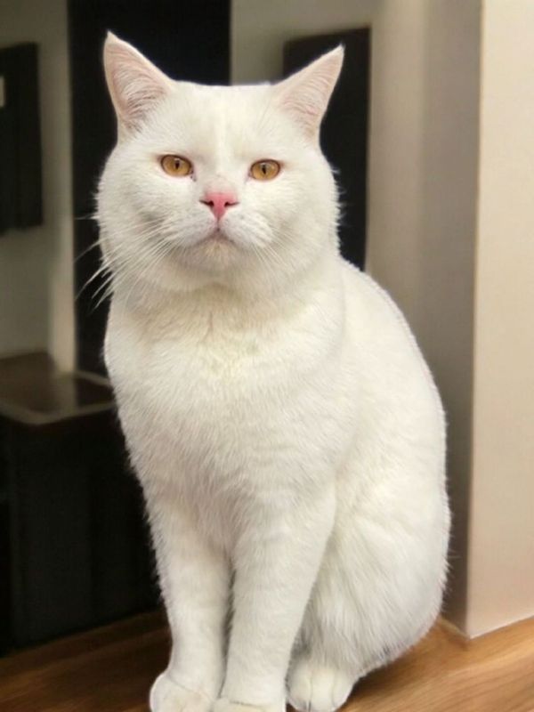 Домашний кот породистый кострированный Домашний кот породистый кострированный