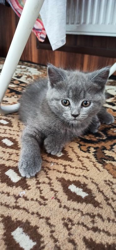 Продаются котята скоттиш страйт