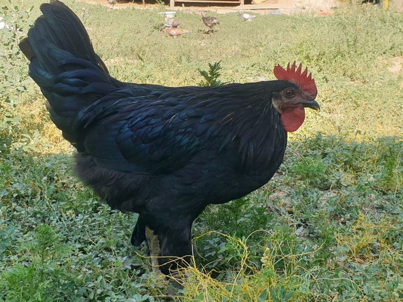 Qora shahzoda (2 ta) Qora shahzoda (2 ta)