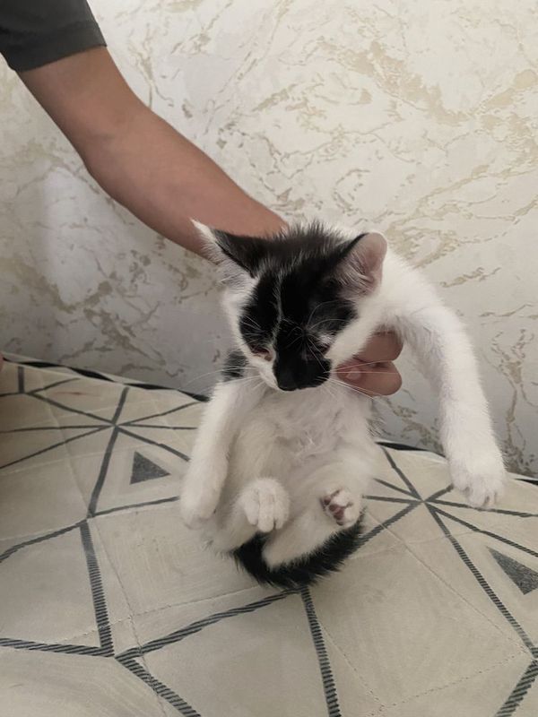 Домашние котики отдам в хорошие руки Домашние котики отдам в хорошие руки