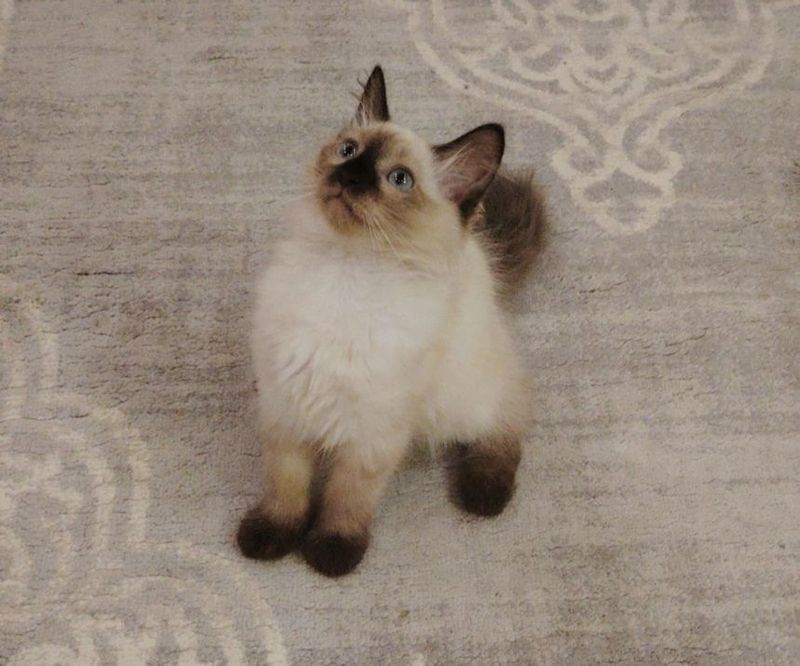 Сиамские котята чистопородные Сиамские котята чистопородные