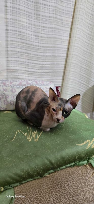 Чрочно кошка сфинкс Чрочно кошка сфинкс