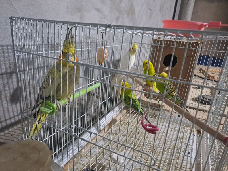 To'ti qishla sotiladi hammasi ini bilan azgina doniyam bor To'ti qishla sotiladi hammasi ini bilan azgina doniyam bor